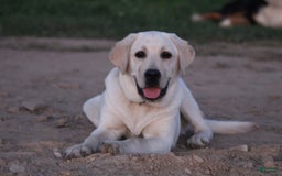 Labrador Retriever dogs for sale: Kiya - Image 4