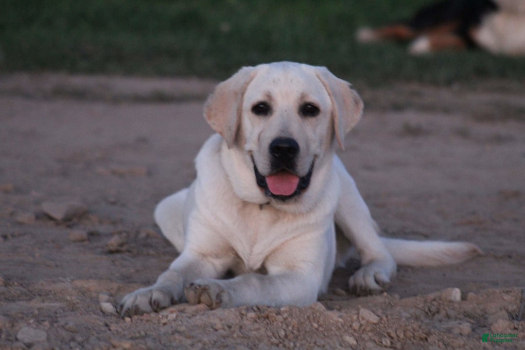 Labrador Retriever dogs for sale: Kiya - Image 4