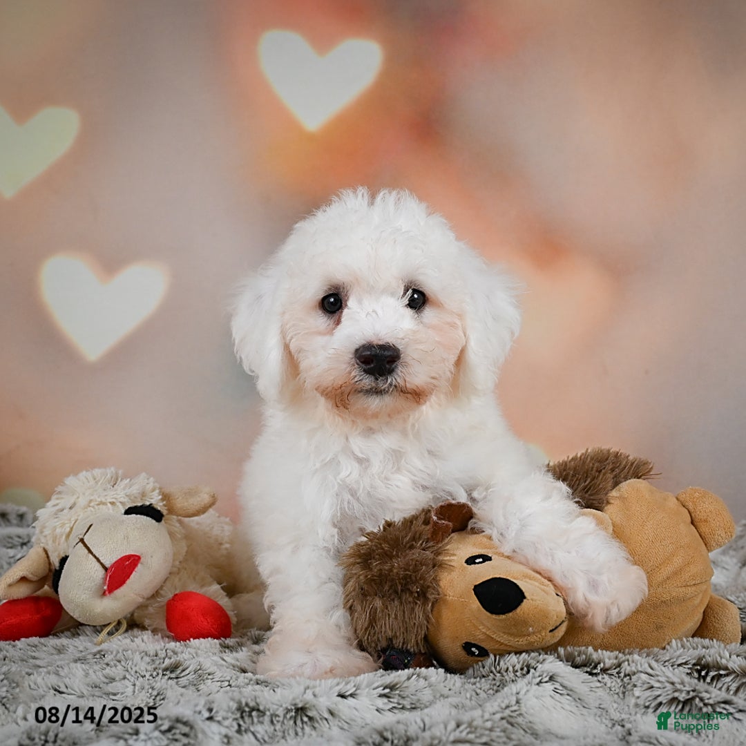 Bichon Frise dogs for sale: Boliver - Image 3