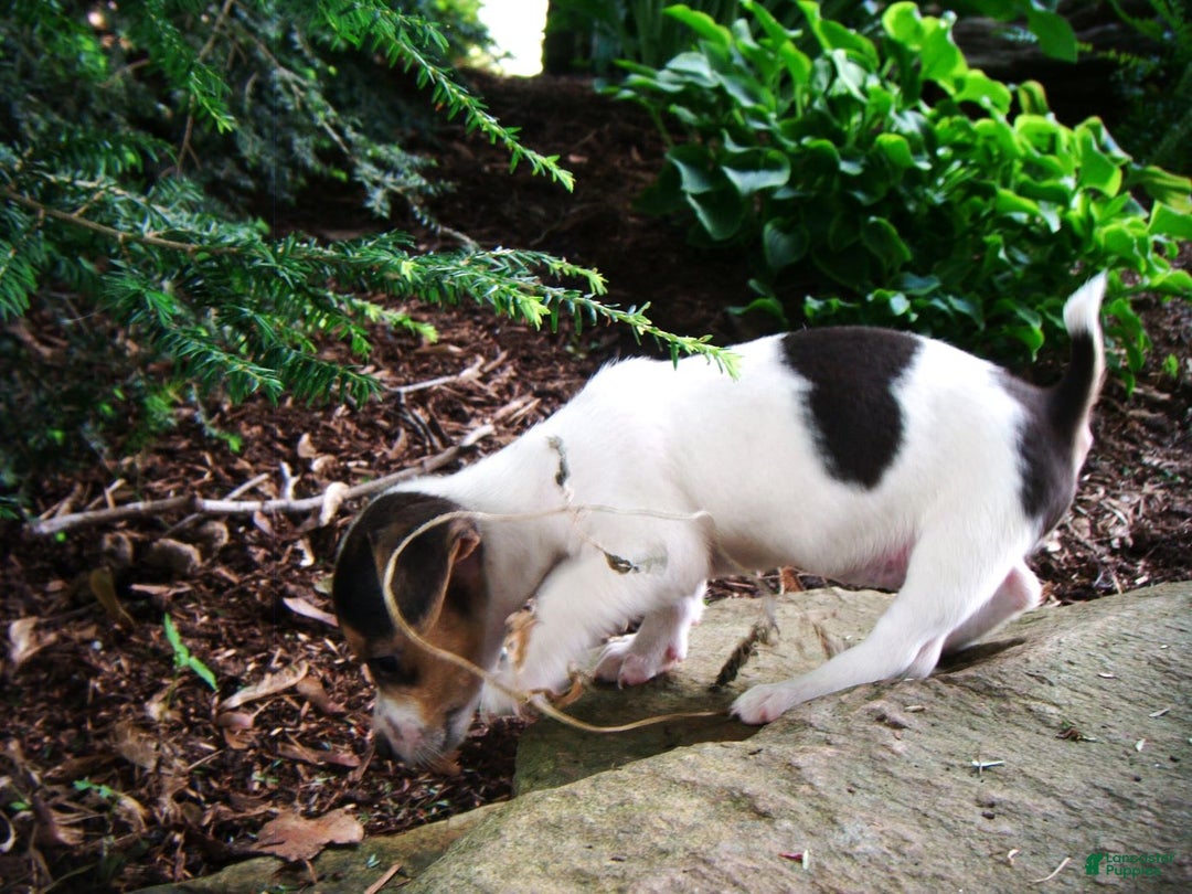 Jack Russell Terrier dogs for sale: Snickers - Image 2