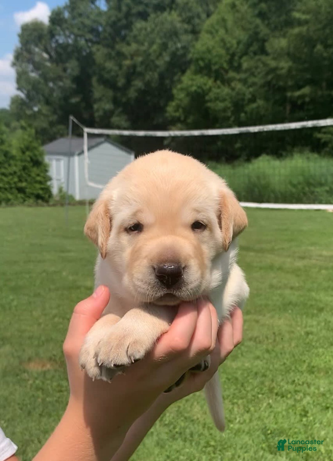 Labrador Retriever dogs for sale: Leo - Image 1