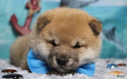 Shiba Inu dogs for sale: Larry - Image 9