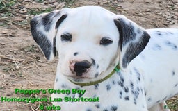 Dalmatian dogs for sale: Peppers Green Boy - Image 16