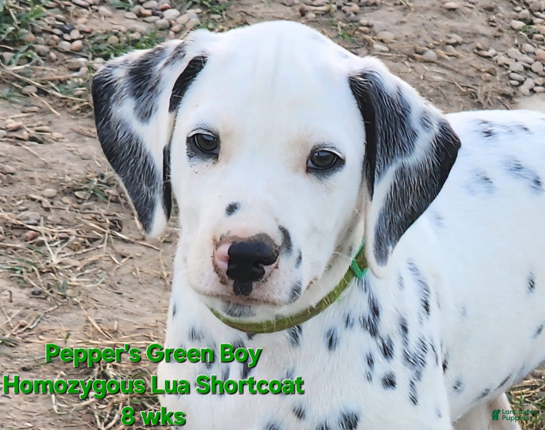 Dalmatian dogs for sale: Peppers Green Boy - Image 16