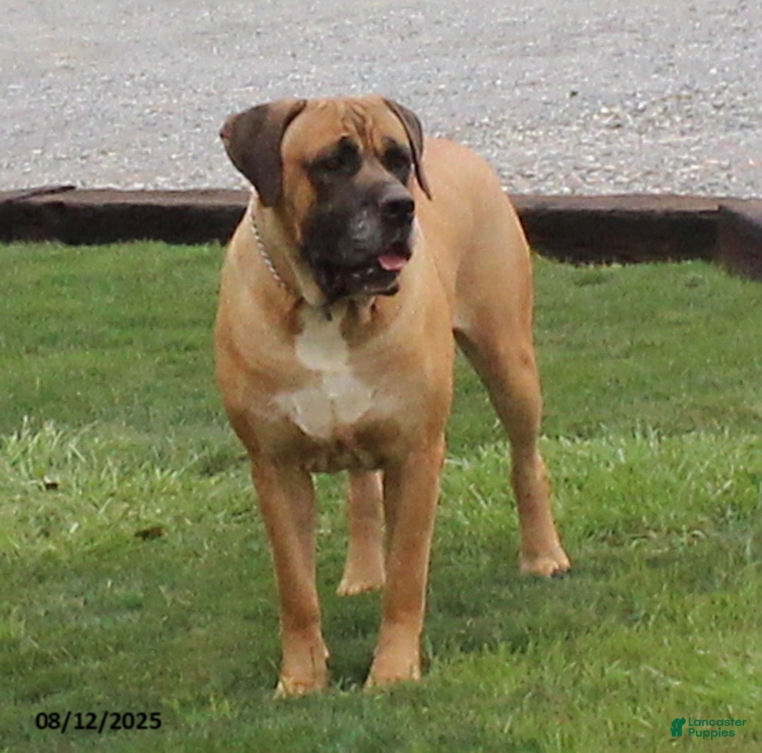 Cane Corso dogs for sale: Dolly - Image 3