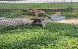 Presa Canario dogs for sale: Perro De Presa Canario - Image 4