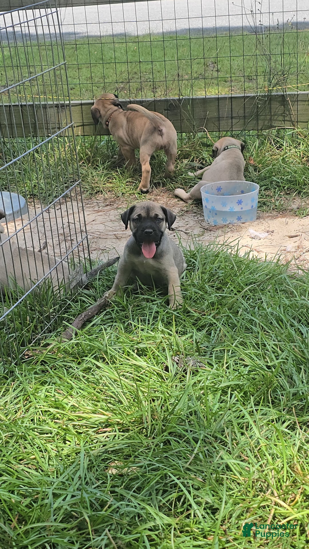 Presa Canario dogs for sale: Perro De Presa Canario - Image 4