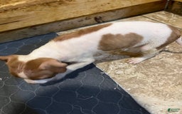 American Staffordshire Terrier dogs for sale: Cinnamon - Image 4