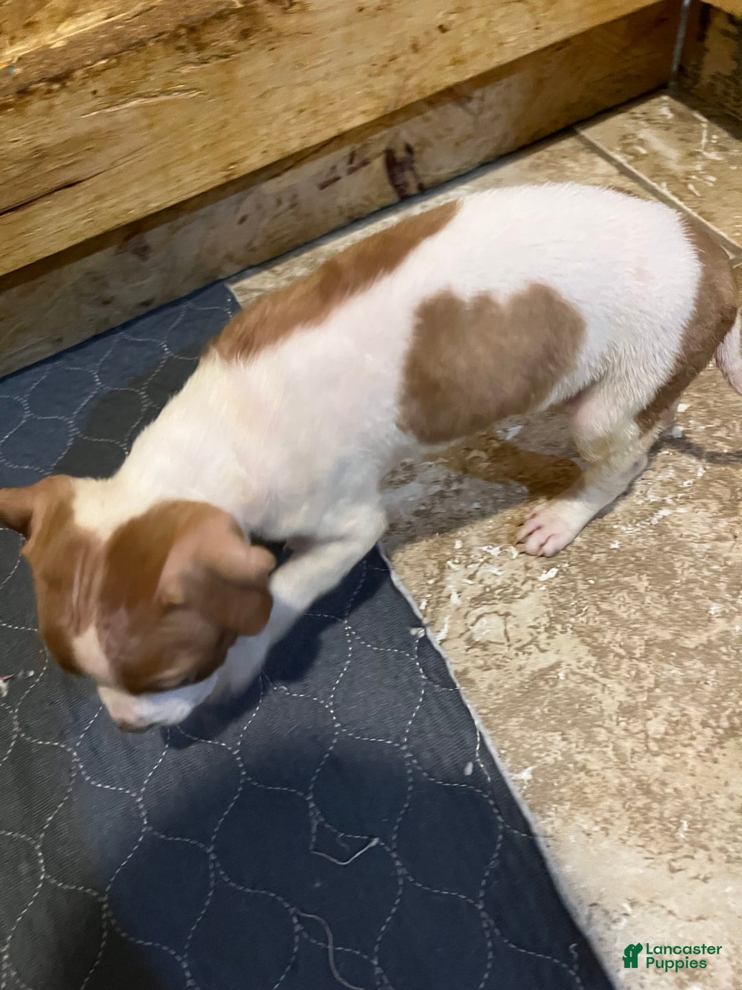 American Staffordshire Terrier dogs for sale: Cinnamon - Image 4