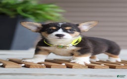 Welsh Corgi Pembroke dogs for sale: Bruno - Image 2