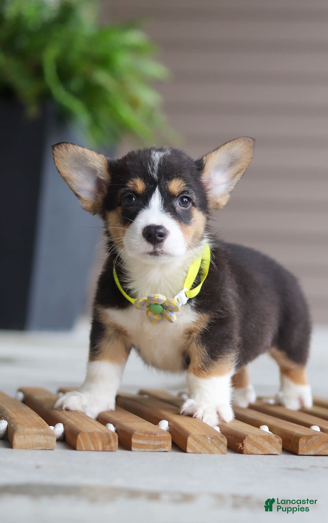 Welsh Corgi Pembroke dogs for sale: Bruno - Image 2