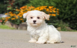 Havanese dogs for sale: Lexi - Image 3