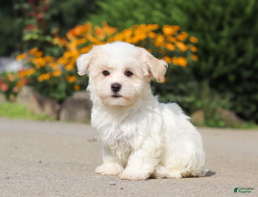 Havanese dogs for sale: Lexi - Image 3