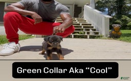 Rottweiler dogs for sale: Green Collar - Image 2