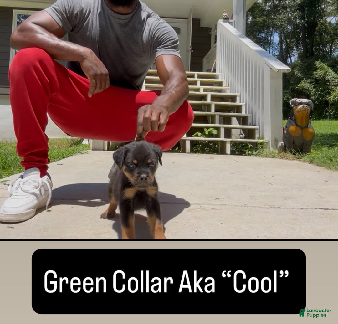 Rottweiler dogs for sale: Green Collar - Image 2