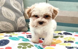 Havapoo dogs for sale: Casey - Image 4