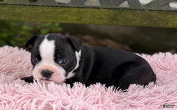 Frenchton dogs for sale: Jodi - Image 12
