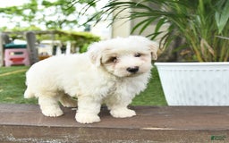 Maltipoo dogs for sale: Rascal - Image 6