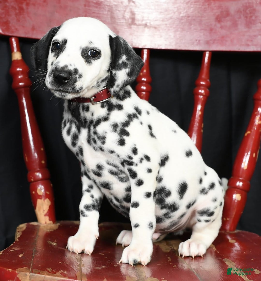 Dalmatian dogs for sale: Cole - Image 9