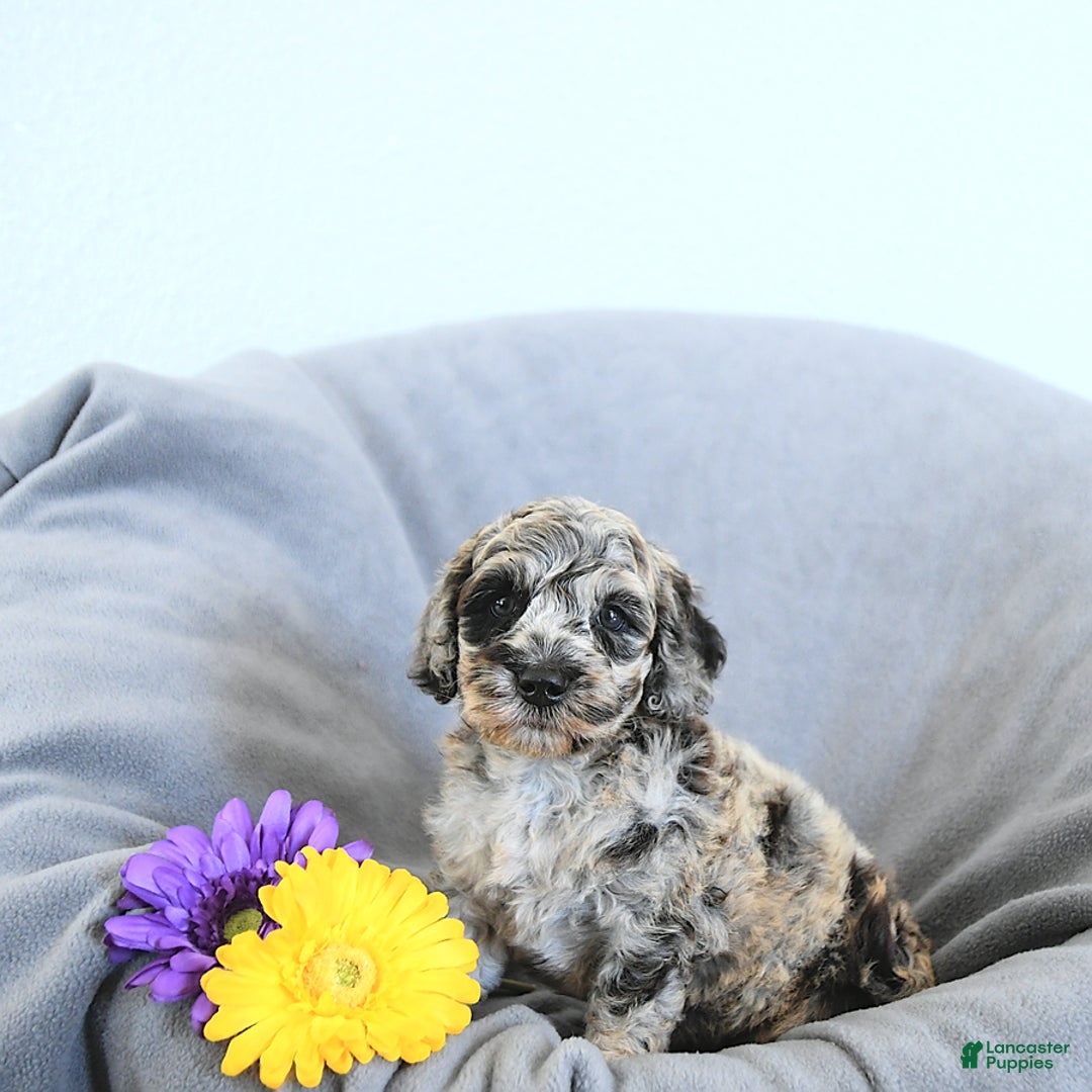 Mini Goldendoodle dogs for sale: Lucky - Image 2