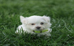 Maltese dogs for sale: River - Image 1
