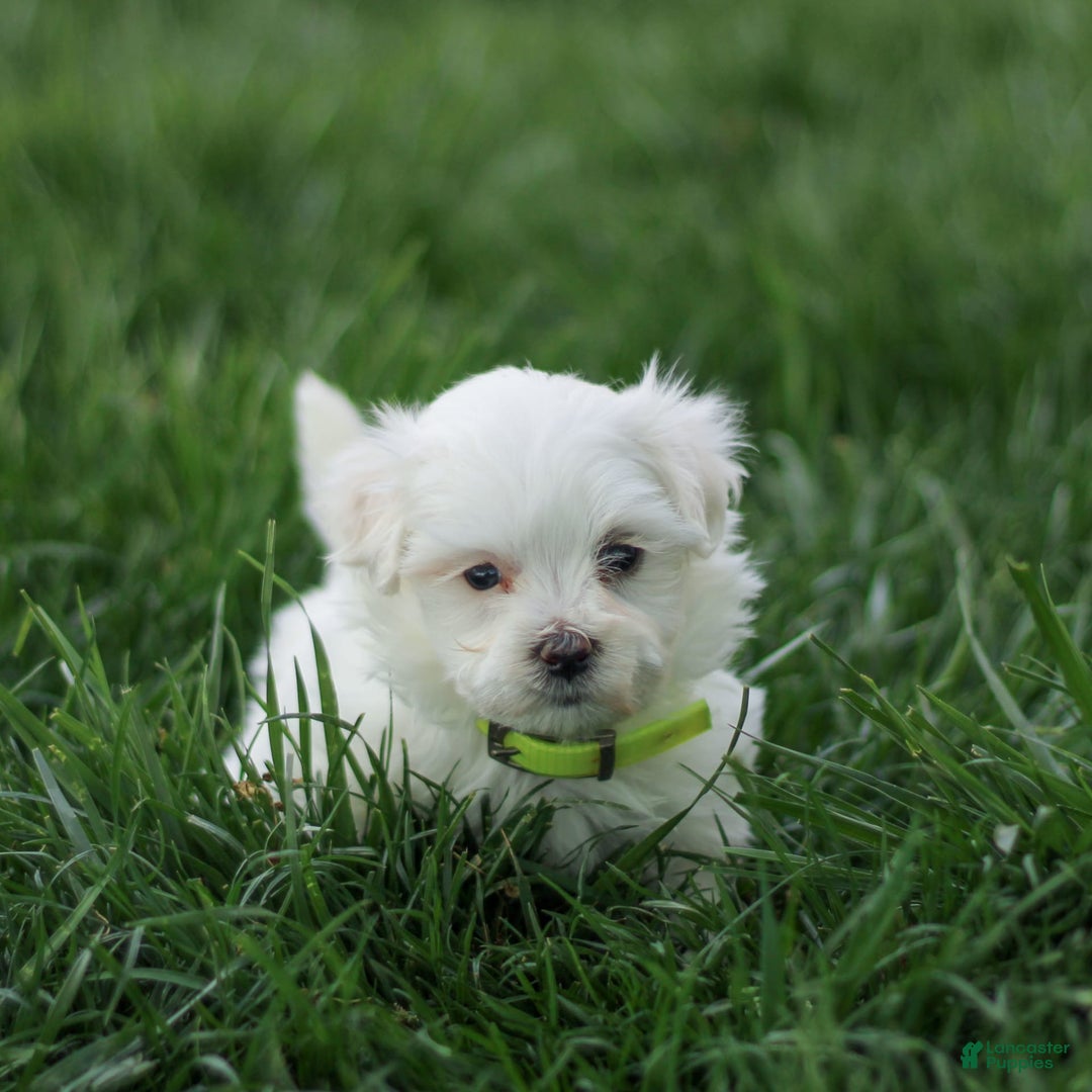 Maltese dogs for sale: River - Image 1