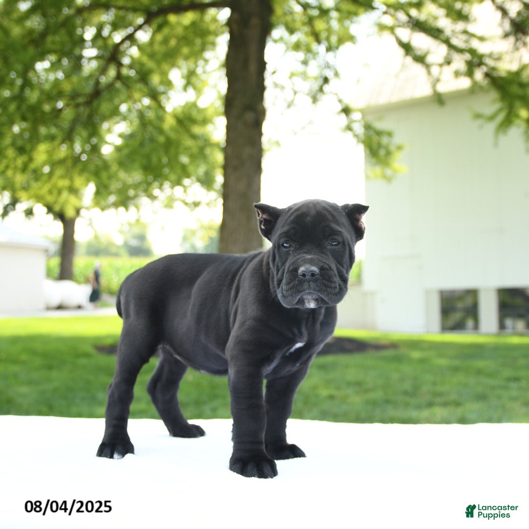 Cane Corso dogs for sale: Lola - Image 5