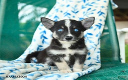 Pomsky dogs for sale: Montgomery - Image 3