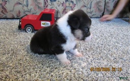 American Corgi dogs for sale: Archie - Image 3