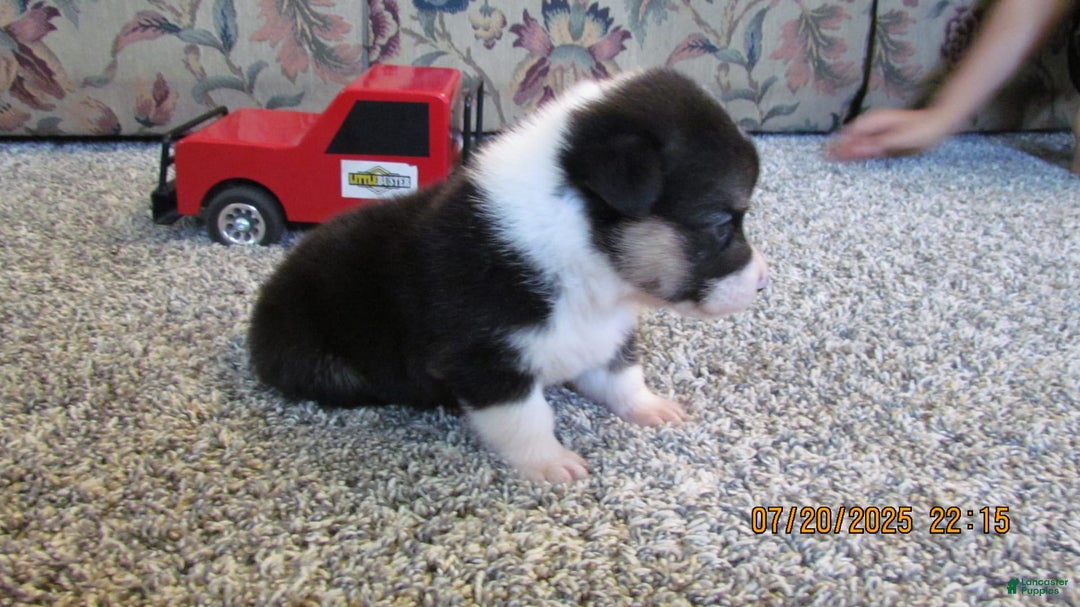 American Corgi dogs for sale: Archie - Image 3