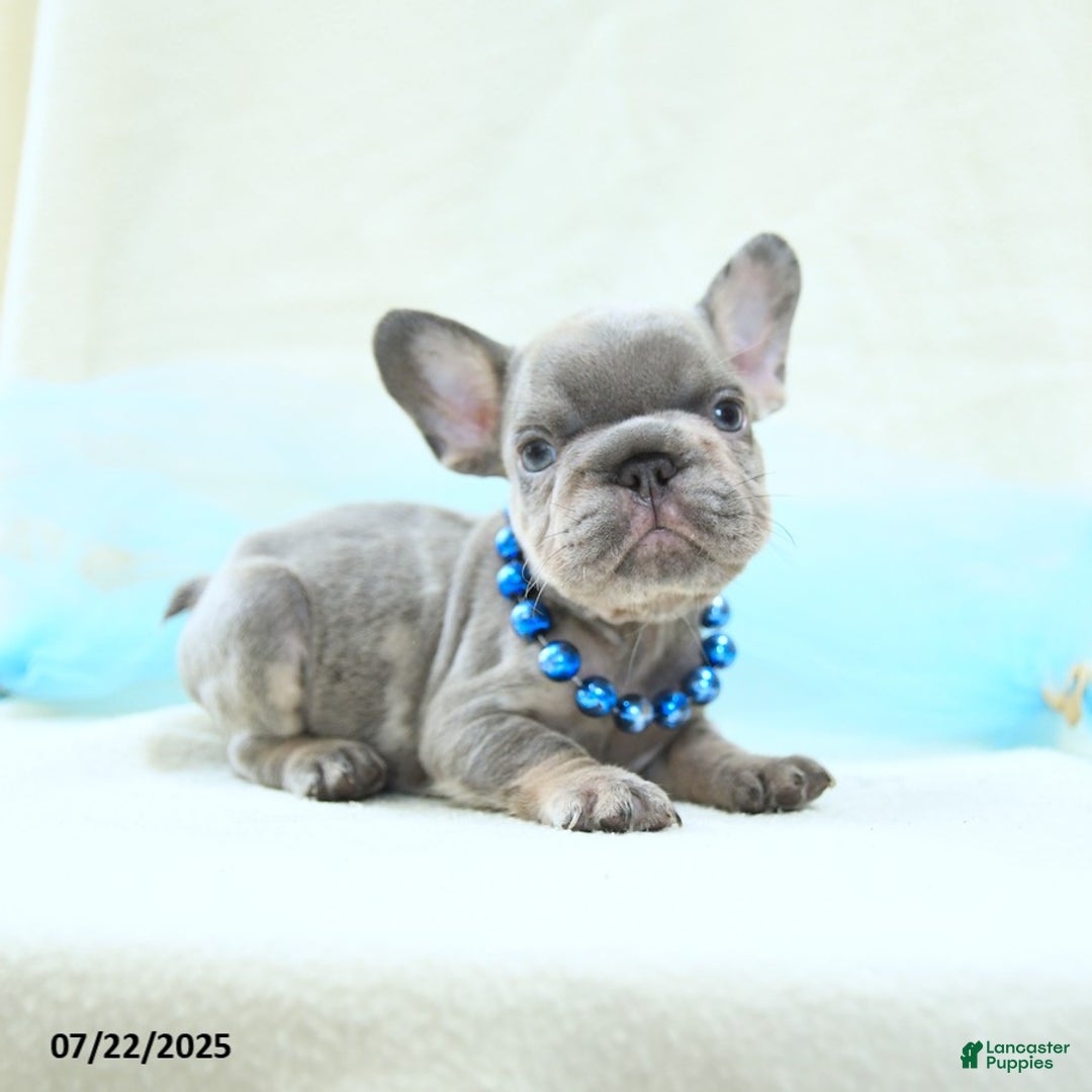 French Bulldog dogs for sale: Emilio Akc - Image 3