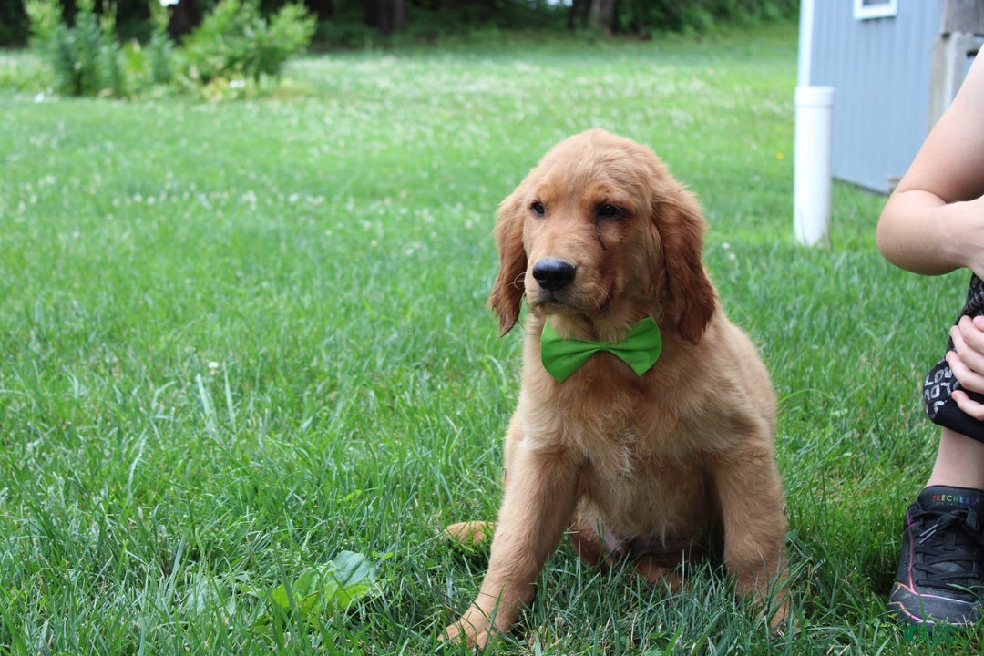 Golden Retriever dogs for sale: Gunther - Image 4