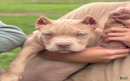 American Bully dogs for sale: Teddy - Image 4