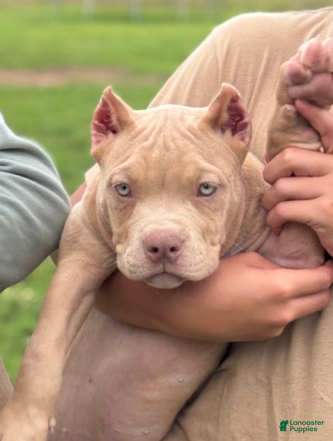 American Bully dogs for sale: Teddy - Image 4
