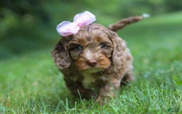 Cockapoo dogs for sale: Lila - Image 1