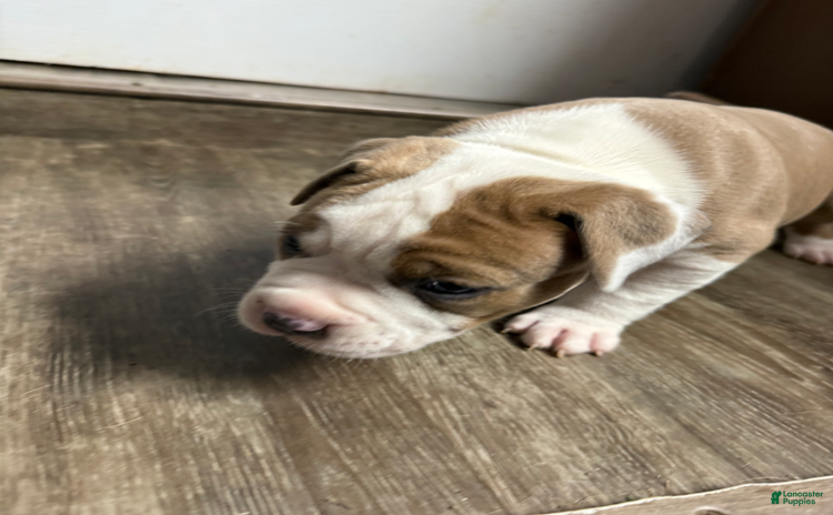 American Pit Bull Terrier dogs - Advert 7