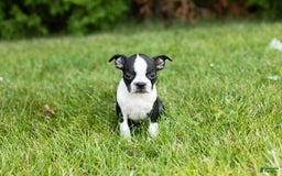 Boston Terrier dogs for sale: Tabi - Image 5