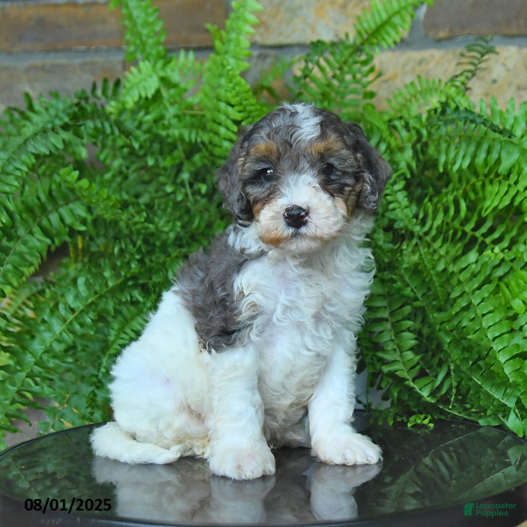 Mini Aussiedoodle dogs for sale: Connor - Image 5