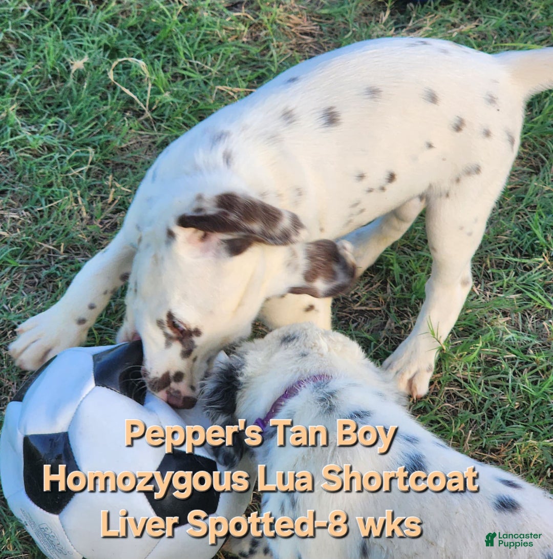 Dalmatian dogs for sale: Peppers Tan Boy - Image 2