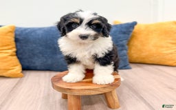 Mini Bernedoodle dogs for sale: Archer - Image 1