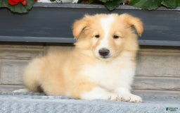 Collie dogs for sale: Pete - Image 3