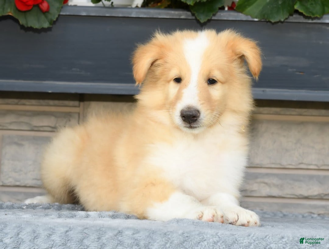 Collie dogs for sale: Pete - Image 3