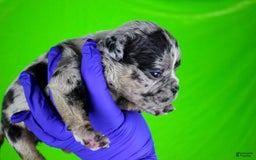 American Bully dogs for sale: Black Merle Female - Image 9