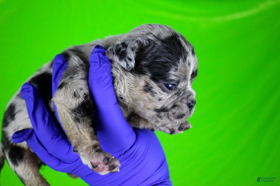 American Bully dogs for sale: Black Merle Female - Image 9