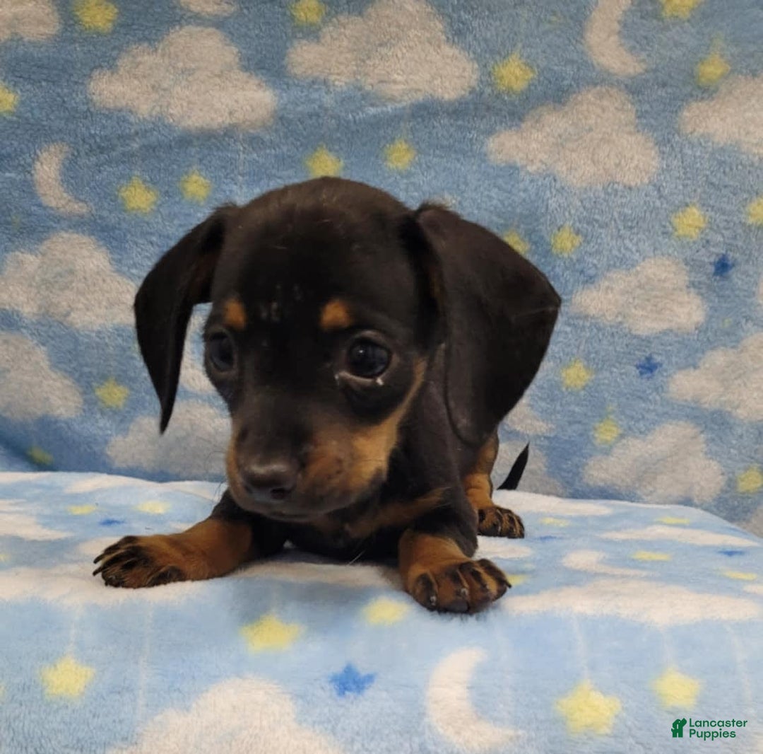 Miniature Dachshund dogs for sale: Mini - Image 2