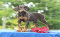 Doberman Pinscher dogs for sale: Ranger - Image 2