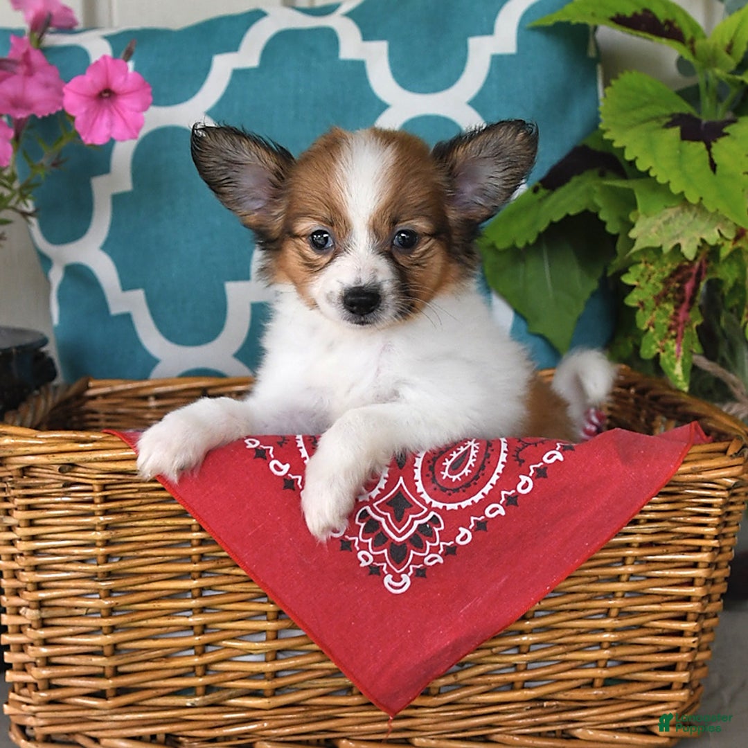 Papillon dogs for sale: Sierra - Image 3