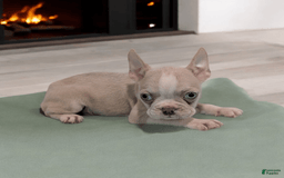 Frenchton dogs for sale: Lucky - Image 1