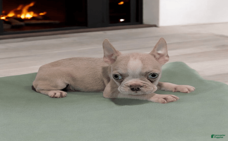Frenchton dogs for sale - Ad 3