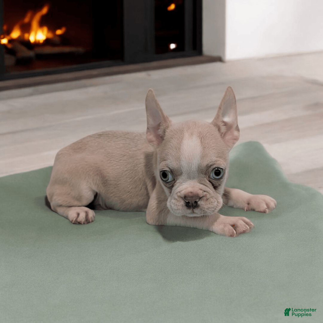 Frenchton dogs for sale: Lucky - Image 1